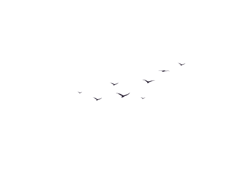 Flying birds